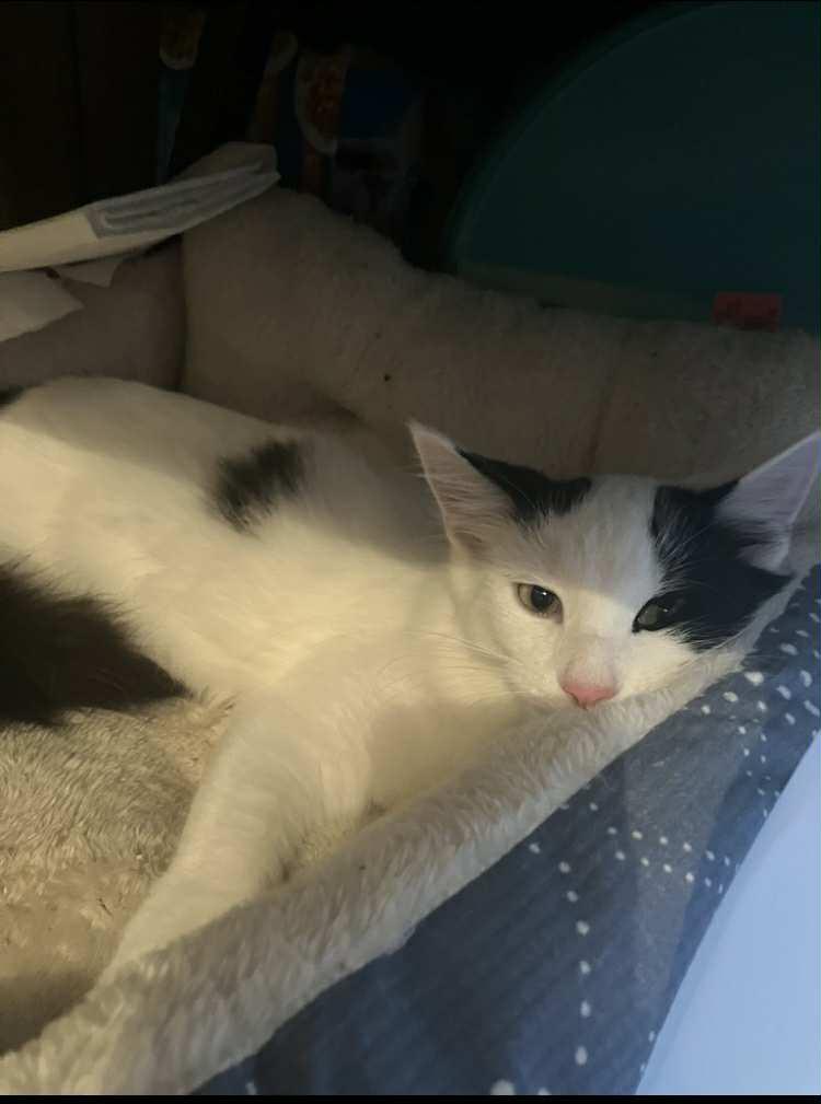 Max, a Adopted mixed breed in Bardstown, KY image 3/4