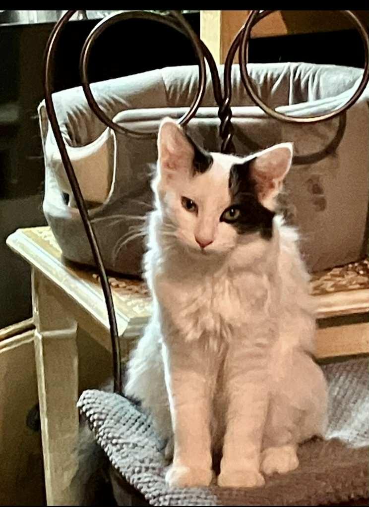 Max, a Adopted mixed breed in Bardstown, KY image 4/4