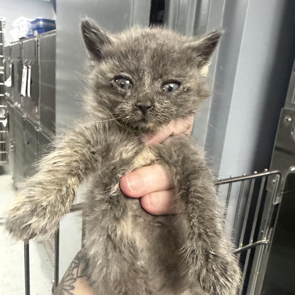 Uldora, Adoptable, Kitten Female Domestic Medium Hair.