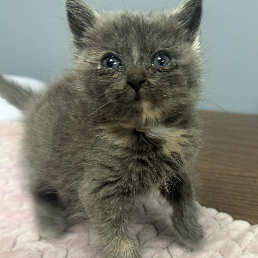 Uldora, a Adoptable Domestic Medium Hair in Fredericksburg, VA image 2/5