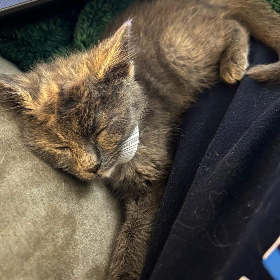 Uldora, a Adoptable Domestic Medium Hair in Fredericksburg, VA image 3/5