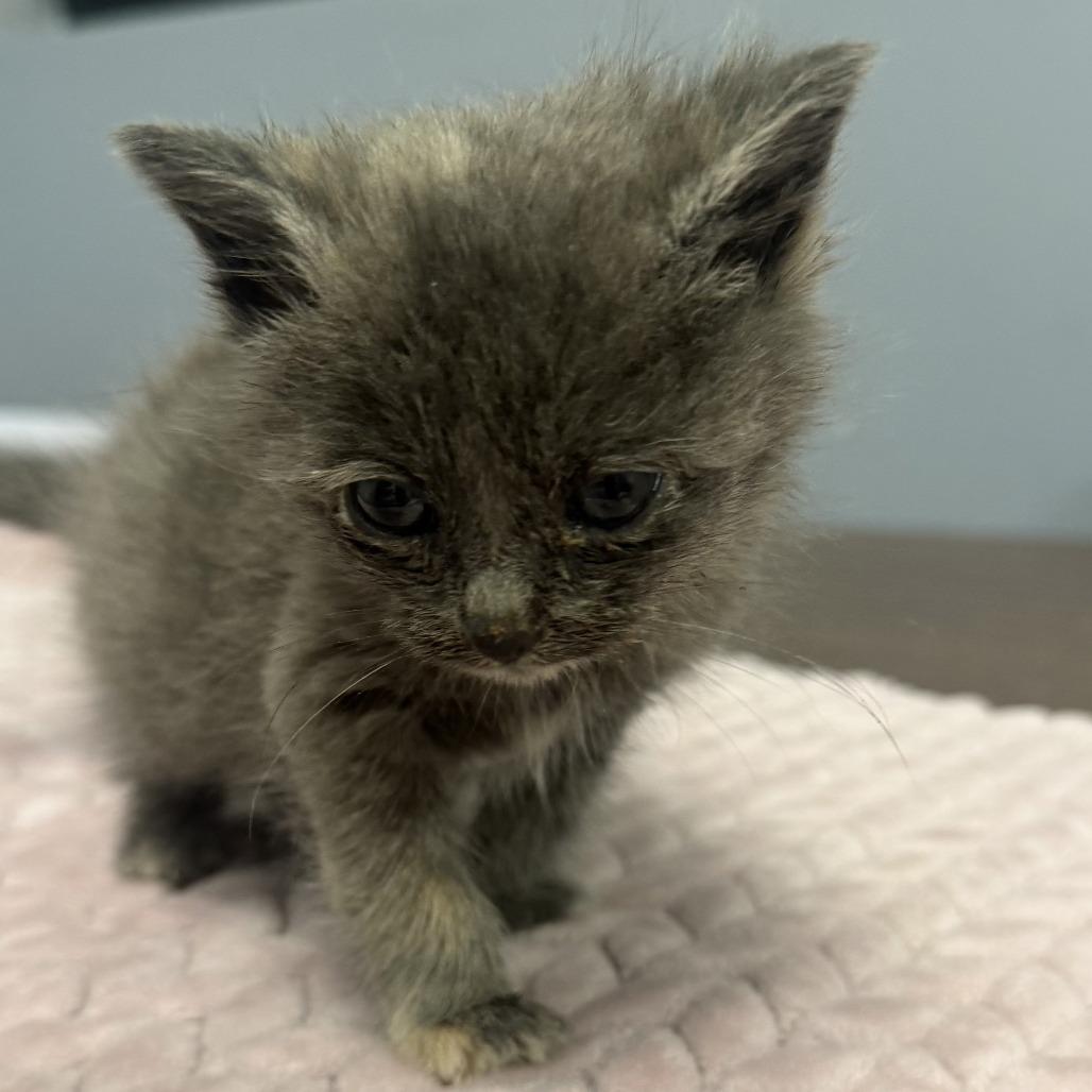 Uldora, a Adoptable Domestic Medium Hair in Fredericksburg, VA image 4/5