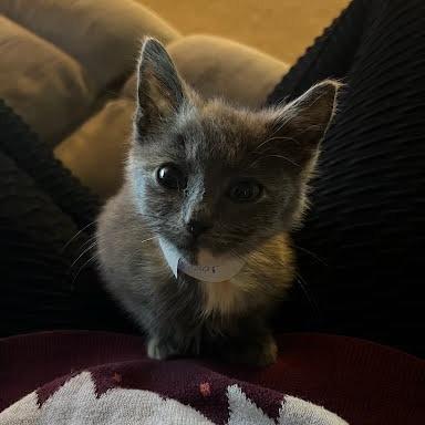 Uldora, a Adoptable Domestic Medium Hair in Fredericksburg, VA image 5/5