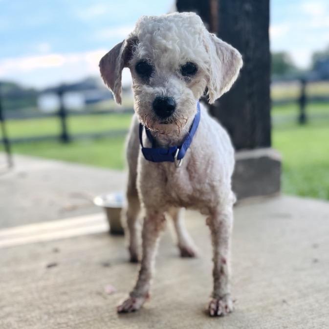 Enlarge Tessa, a Adopted Bichon Frise in Columbus, OH image 2/4