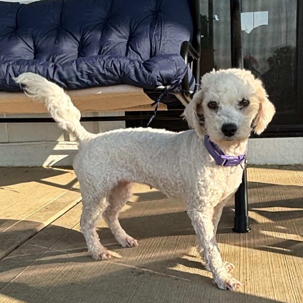 Enlarge Tessa, a Adopted Bichon Frise in Columbus, OH image 1/4