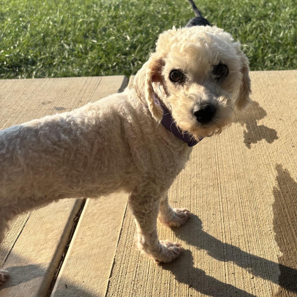 Enlarge Tessa, a Adopted Bichon Frise in Columbus, OH image 4/4