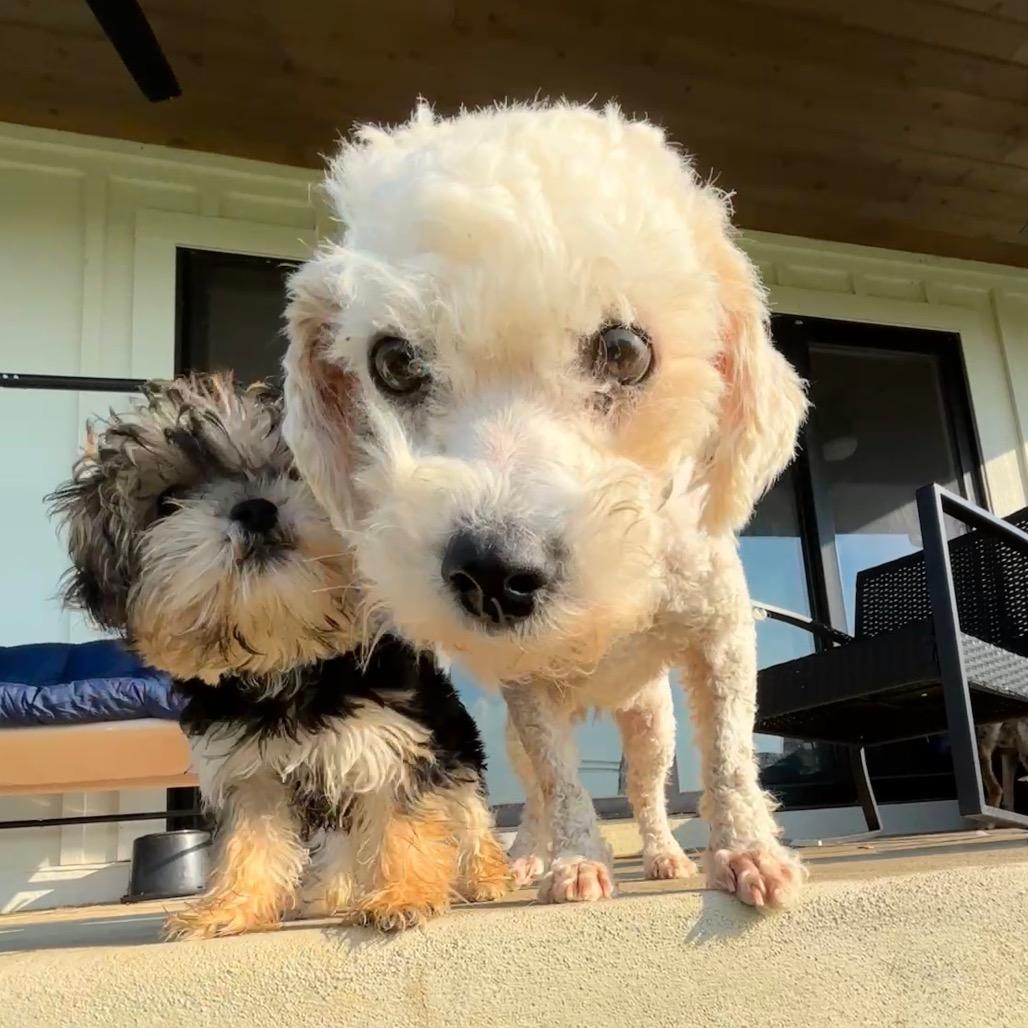 Enlarge Tessa, a Adopted Bichon Frise in Columbus, OH image 3/4