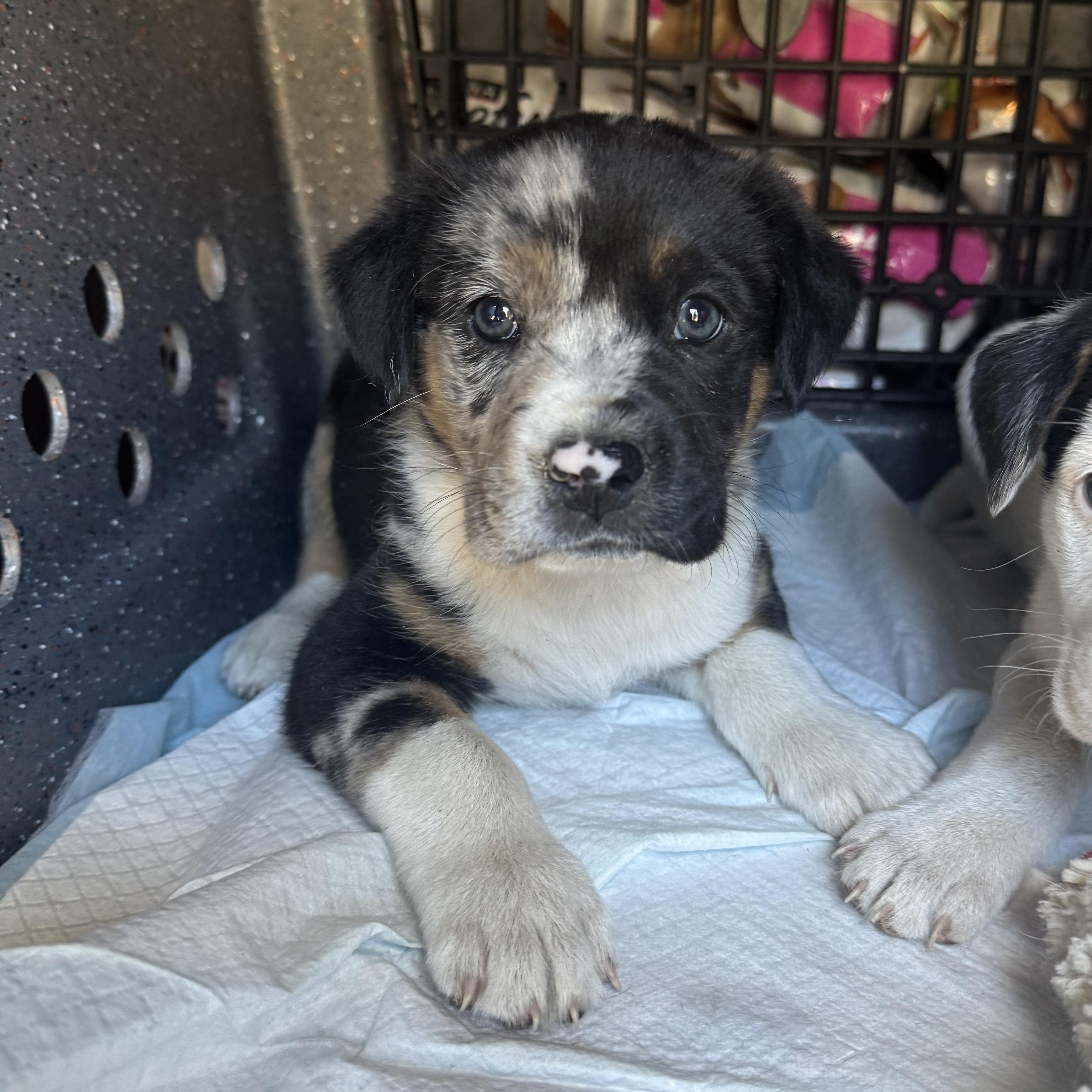 Piston, an adopted mixed breed in Hartsville, SC image 4/4