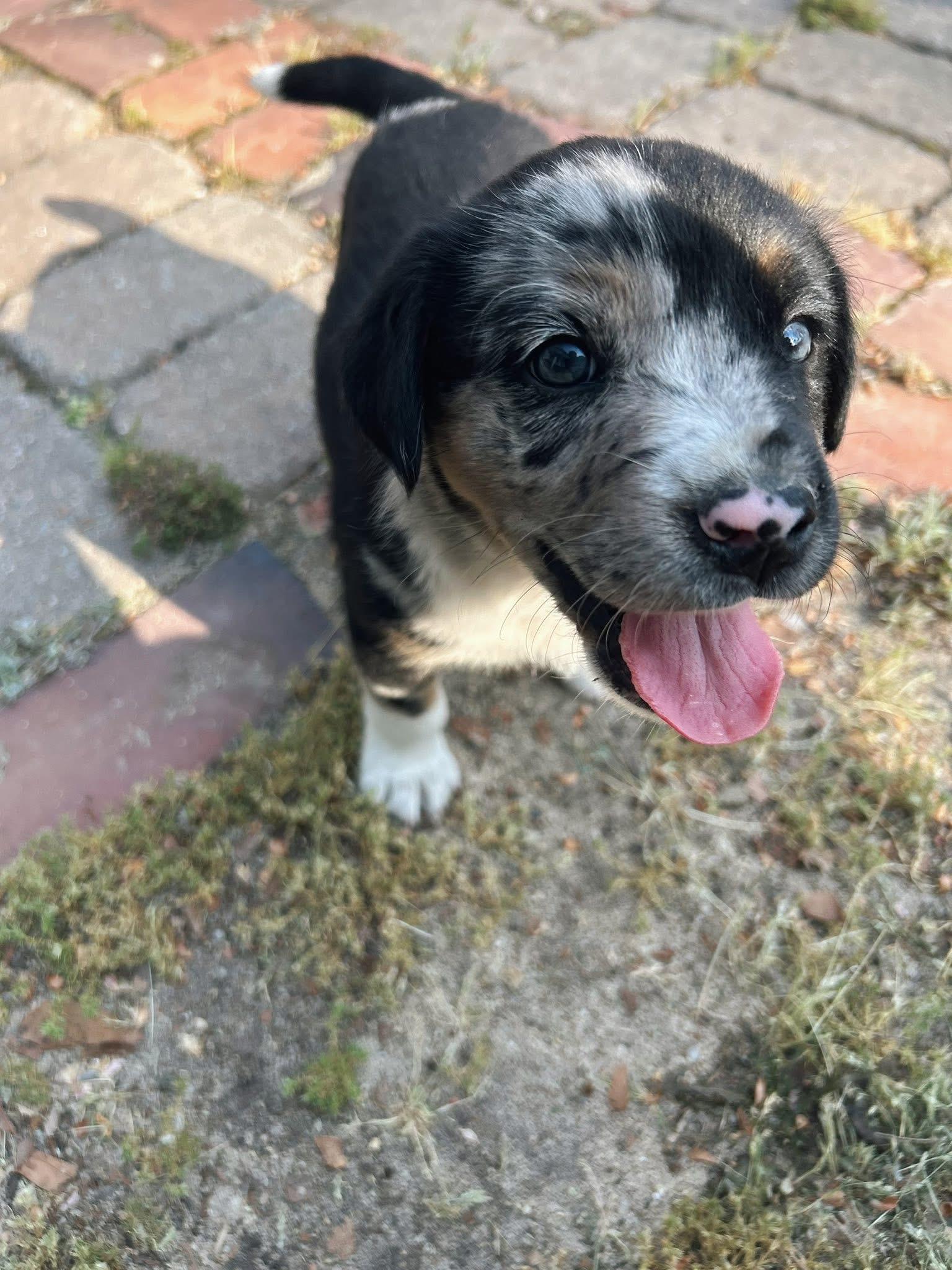Piston, an adopted mixed breed in Hartsville, SC image 1/4