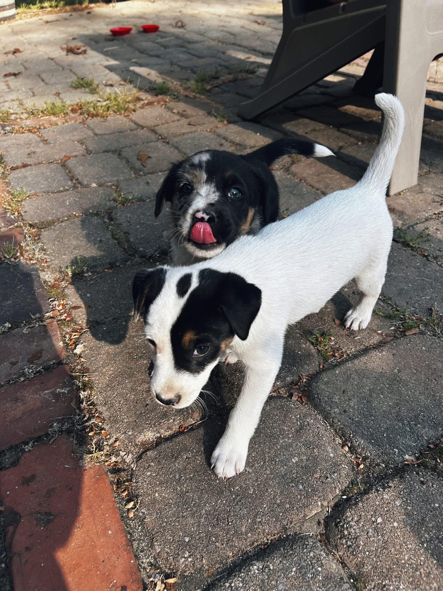 Piston, an adopted mixed breed in Hartsville, SC image 2/4