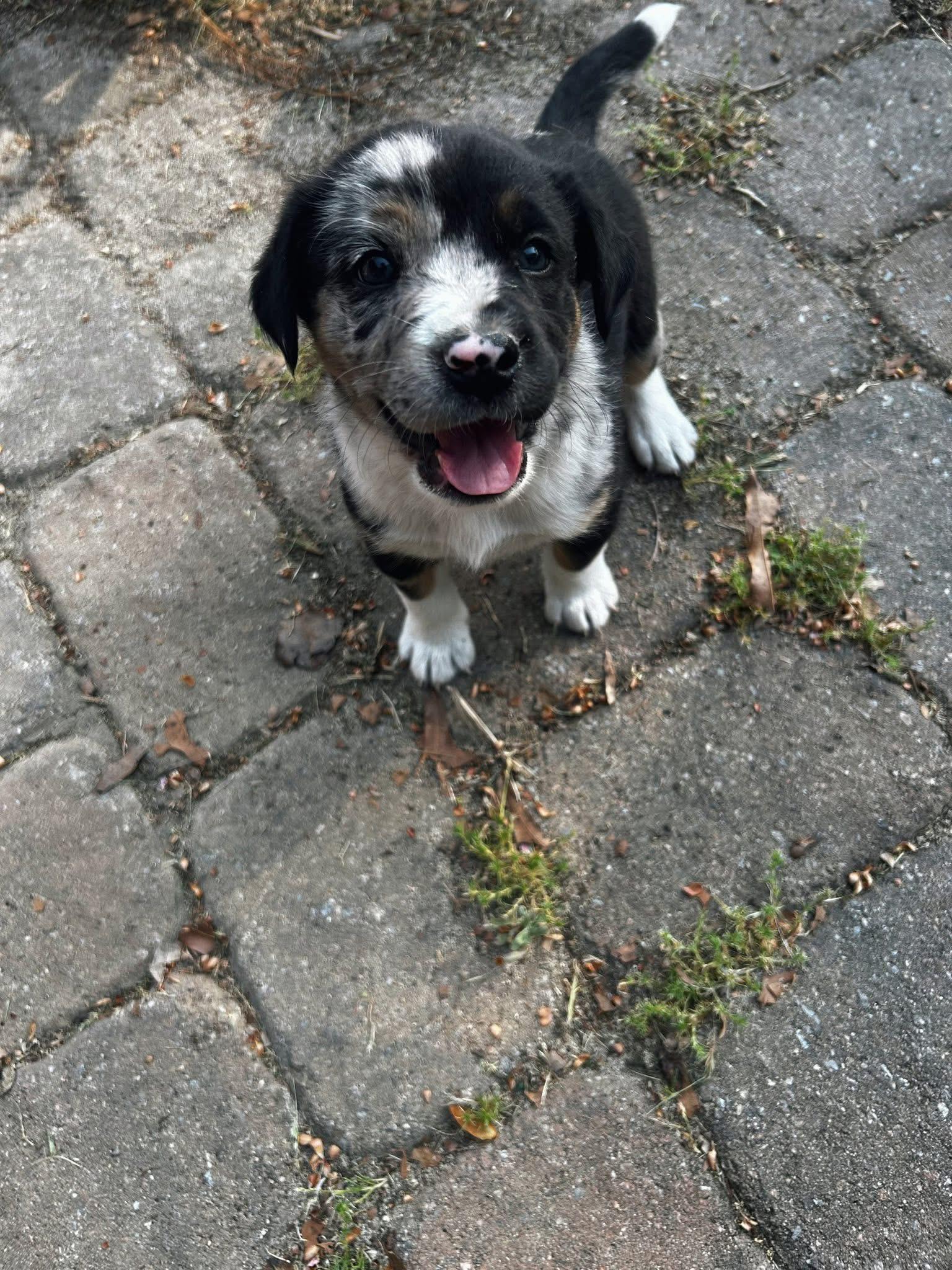 Piston, an adopted mixed breed in Hartsville, SC image 3/4