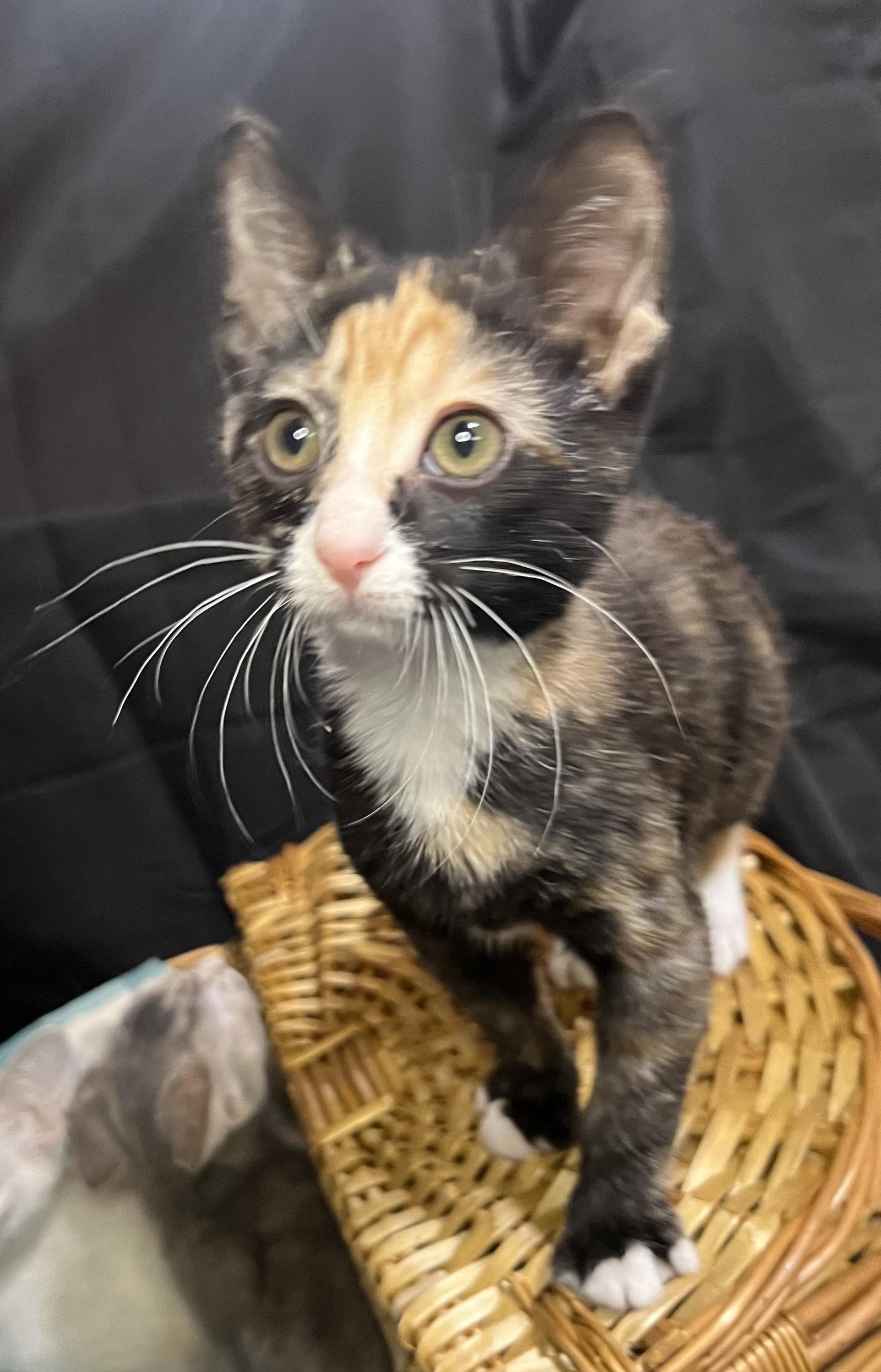 Cleo, Adoptable, Kitten Female Calico & Domestic Short Hair.