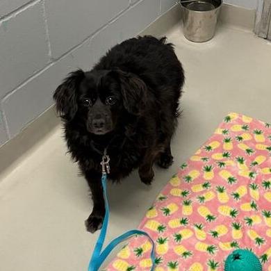 Maggie, Adoptable, Adult Female Dachshund & Chihuahua.