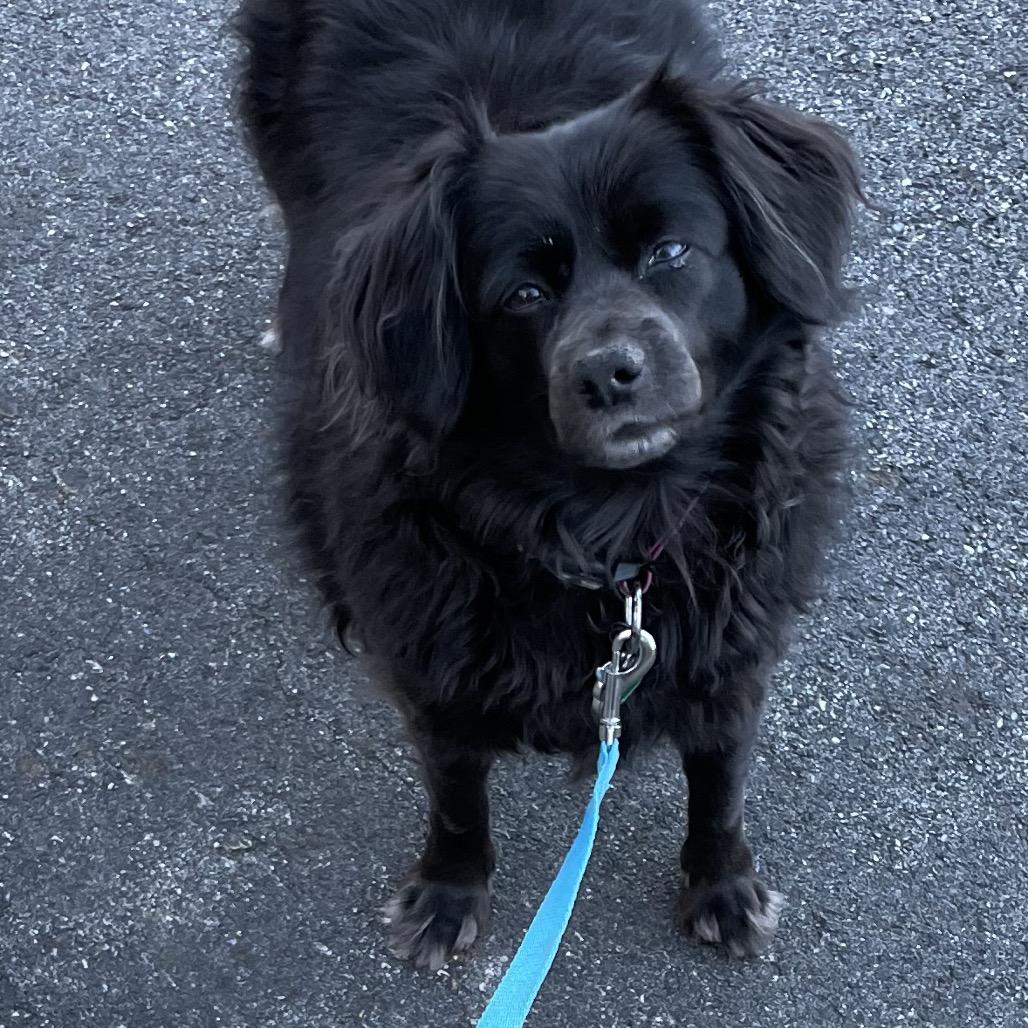 Maggie, a Adoptable mixed breed in Enfield, NH image 2/4