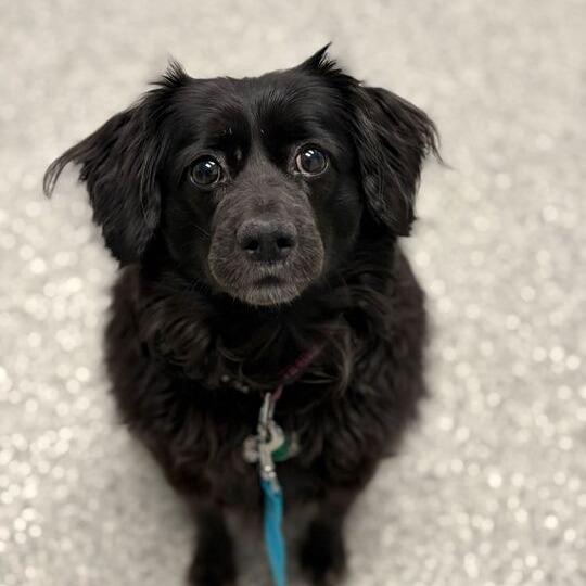 Maggie, a Adoptable mixed breed in Enfield, NH image 3/4