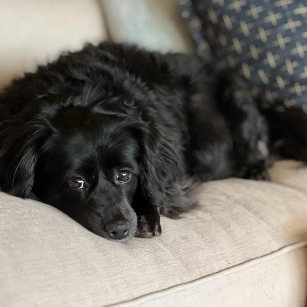 Maggie, a Adoptable mixed breed in Enfield, NH image 4/4