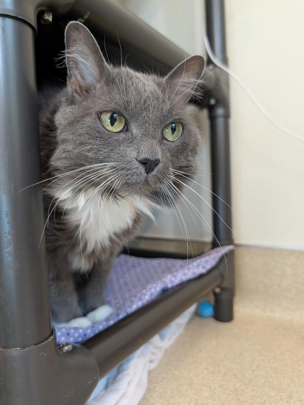 Big Bird, Adoptable, Adult Female Domestic Long Hair.