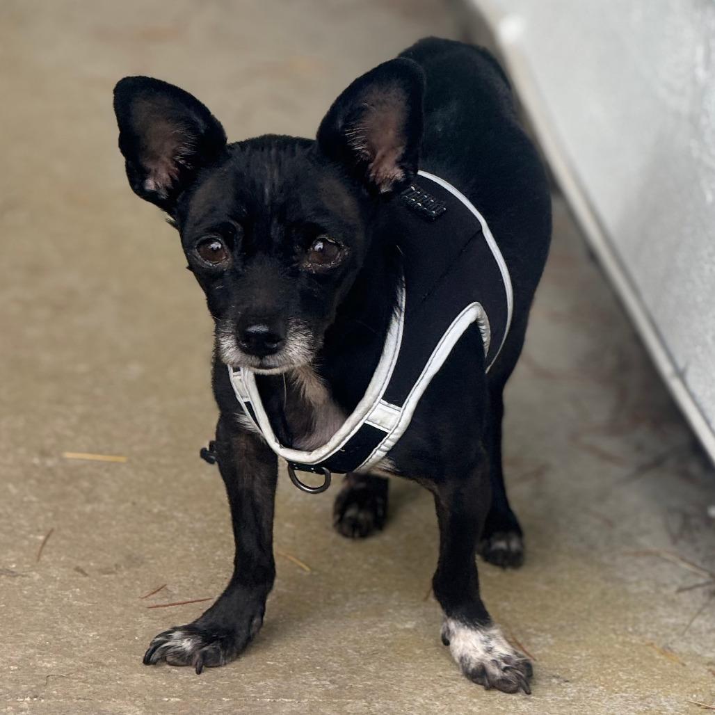 Aldo, Adoptable, Adult Male Chihuahua.