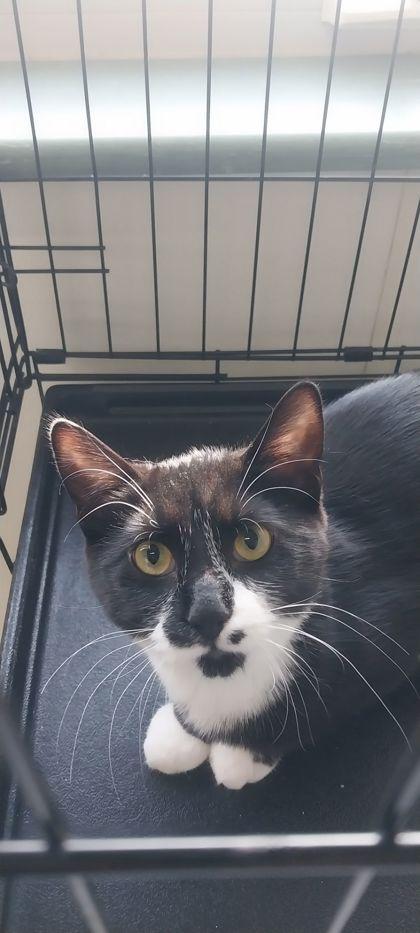 Agdal, adopted, Young Female Domestic Short Hair & Domestic Short Hair.