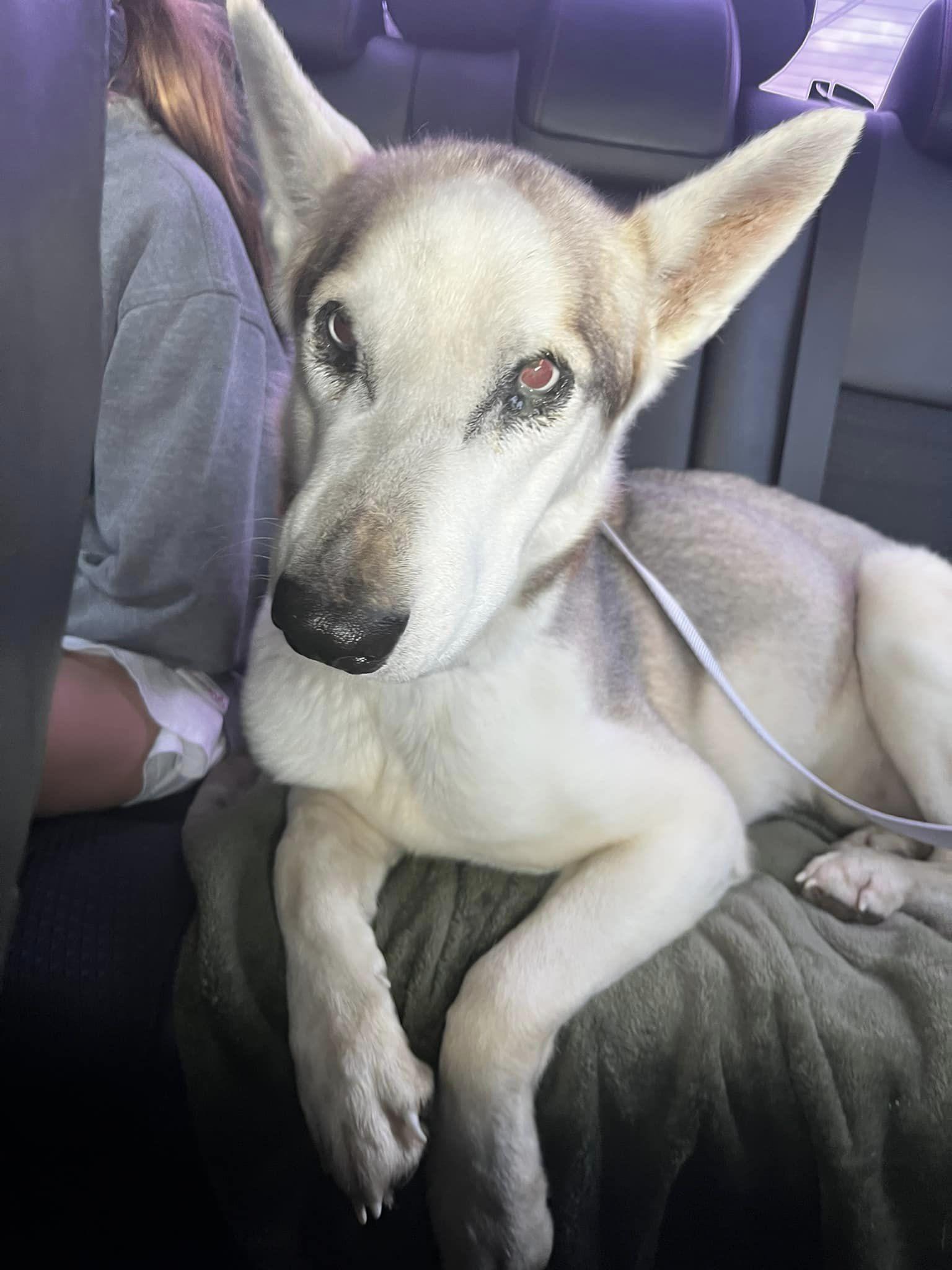 Cove, Adoptable, Adult Male Husky.