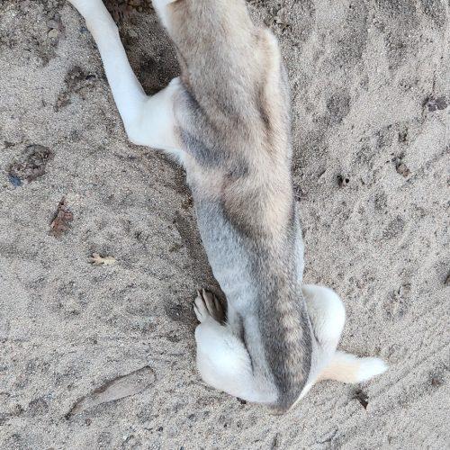 Cove, Adoptable, Adult Male Husky.