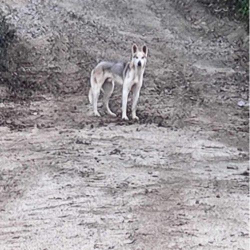Enlarge Cove, a Adoptable Husky in Visalia, CA image 3/6