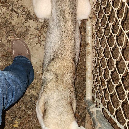 Enlarge Cove, a Adoptable Husky in Visalia, CA image 4/6