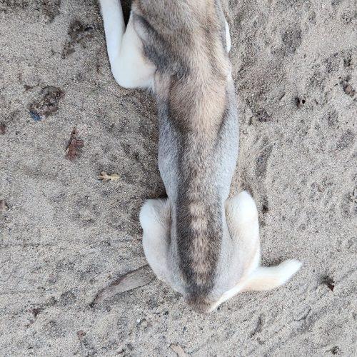 Enlarge Cove, a Adoptable Husky in Visalia, CA image 5/6