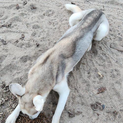 Enlarge Cove, a Adoptable Husky in Visalia, CA image 6/6