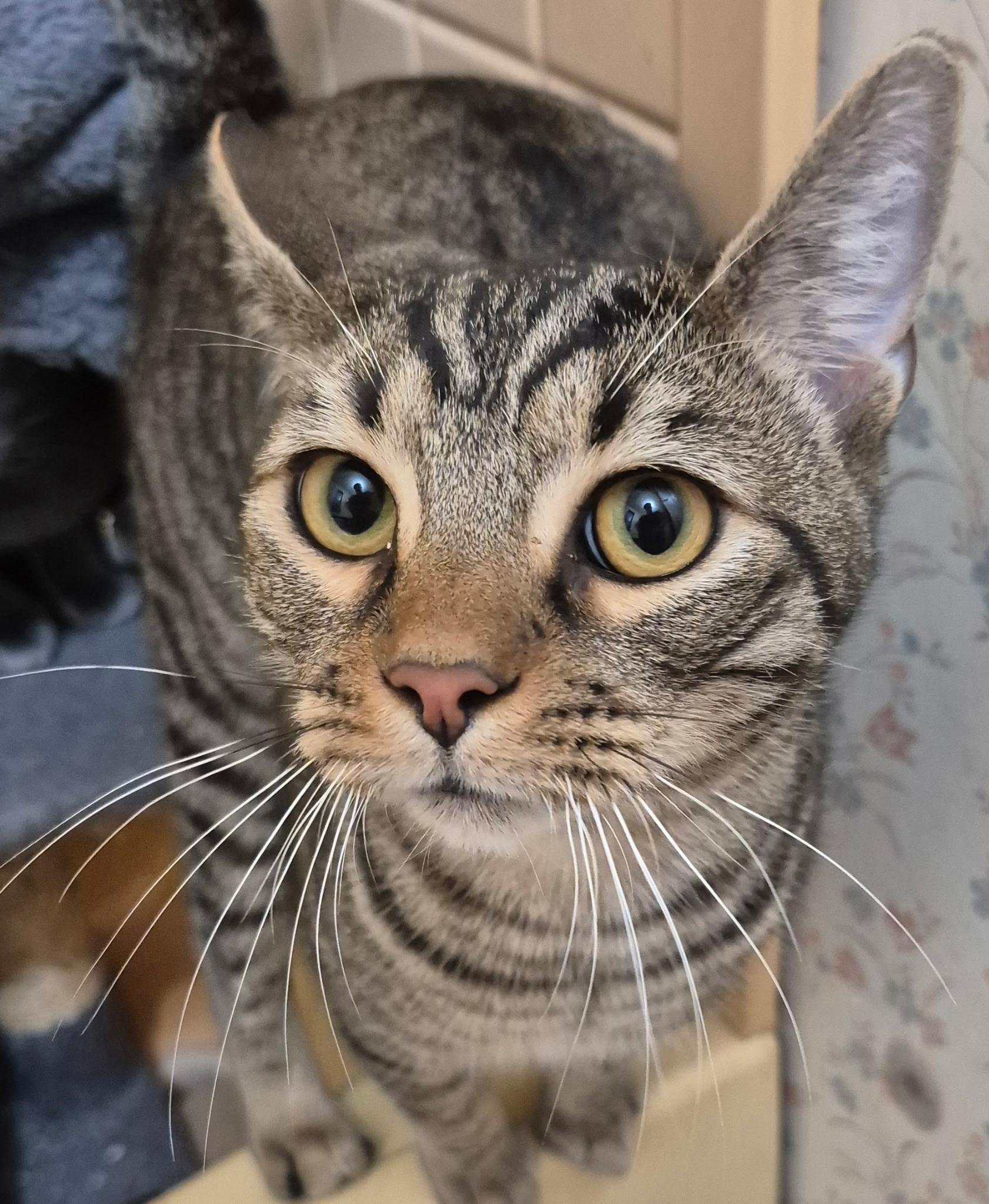 Enlarge Deacon, a Adoptable Domestic Short Hair in Randolph, AL image 1/2