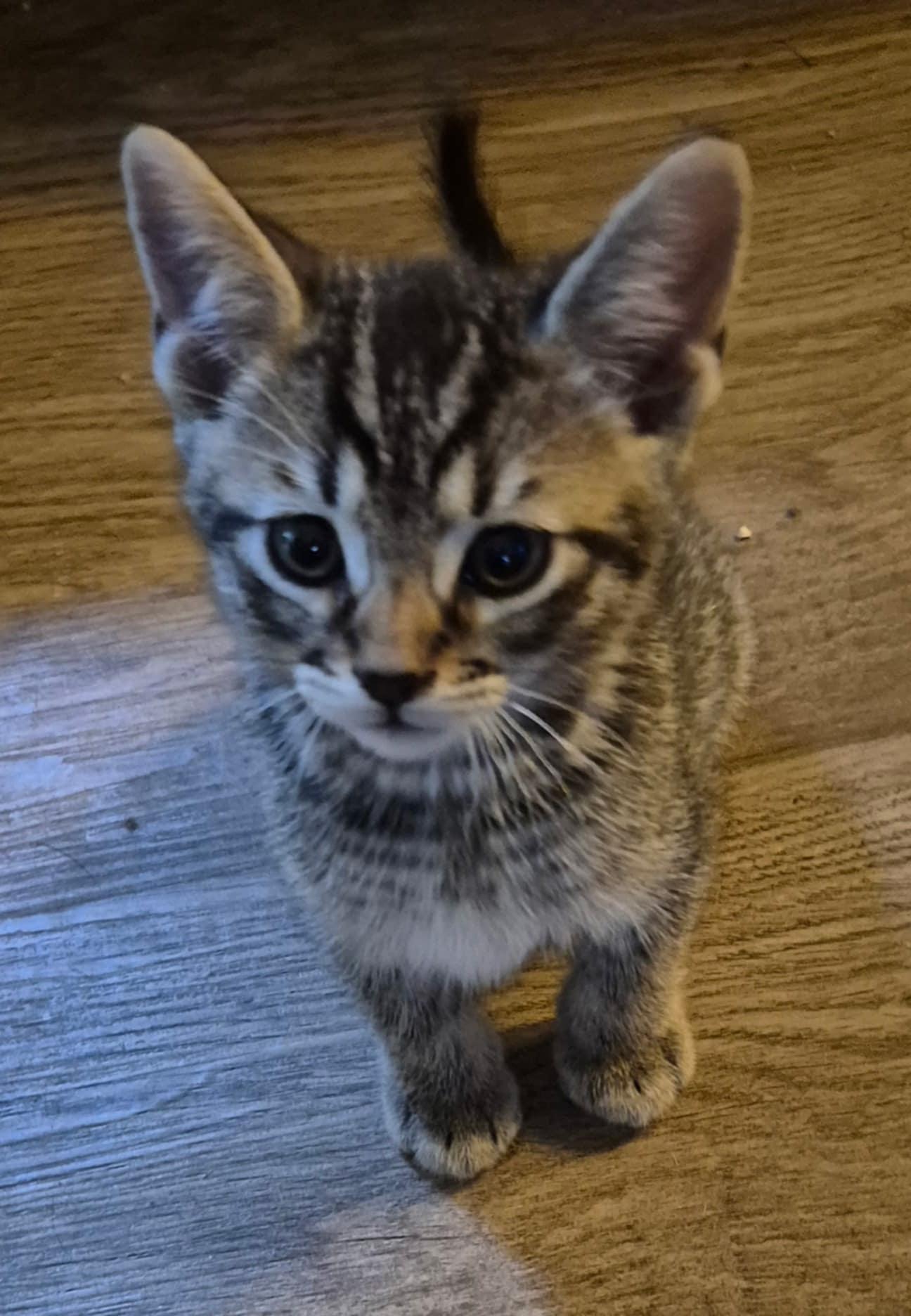 Enlarge Deacon, a Adoptable Domestic Short Hair in Randolph, AL image 2/2