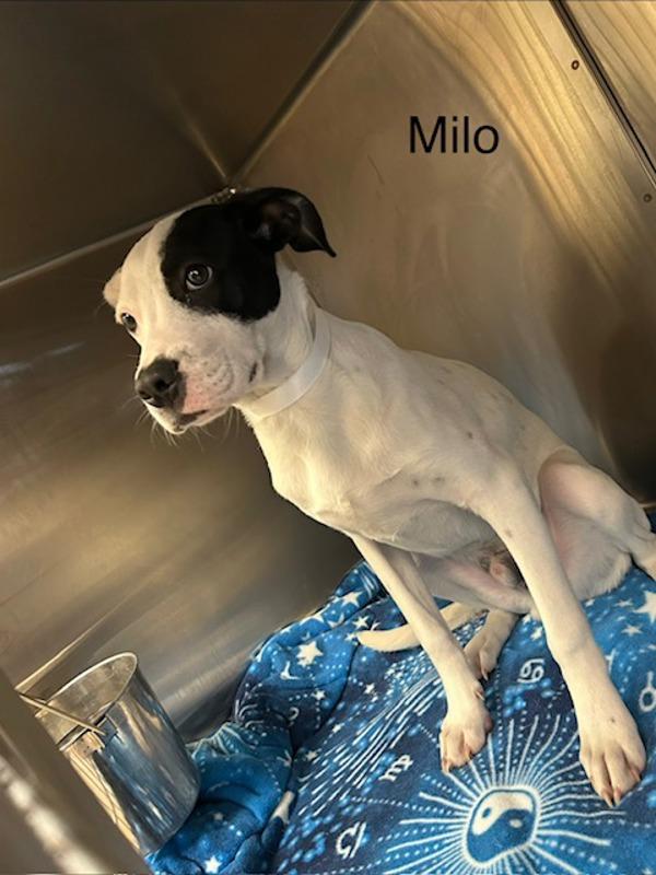 Milo, Adoptable, Young Male Hound.