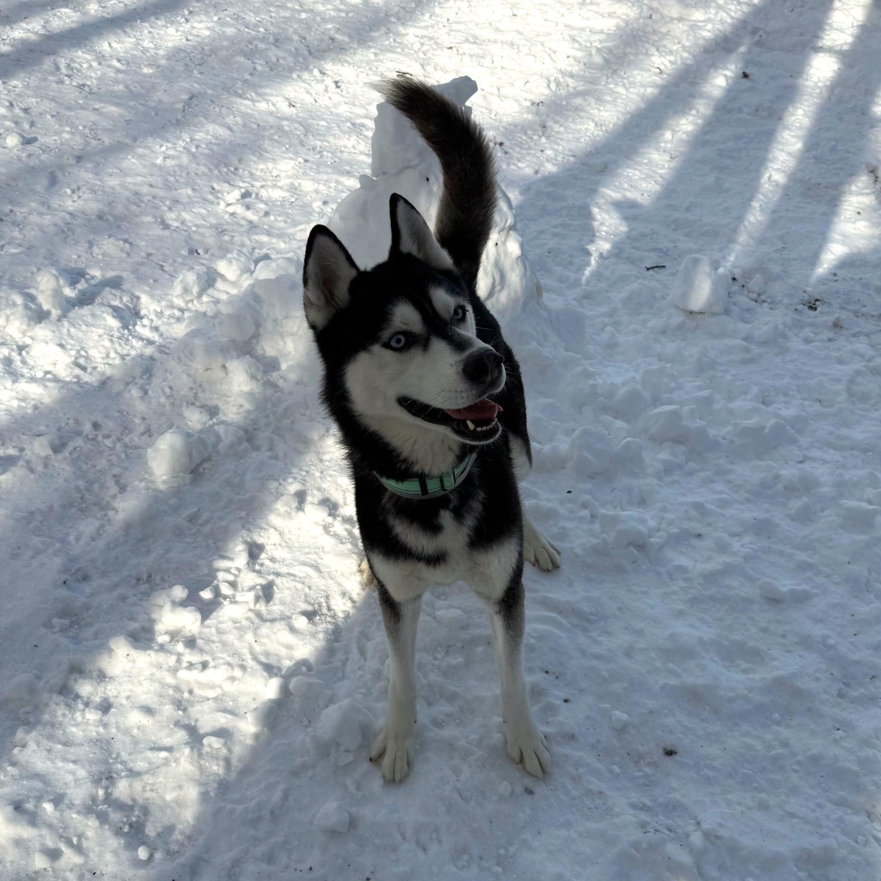 Enlarge Miles, a Adoptable Husky in Brookhaven, NY image 3/4