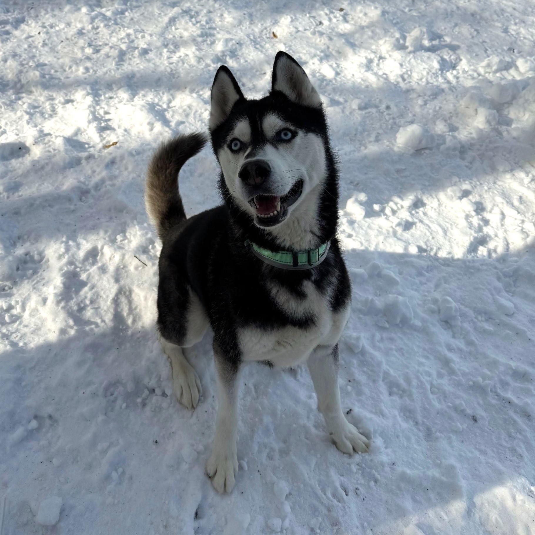 Enlarge Miles, a Adoptable Husky in Brookhaven, NY image 2/4