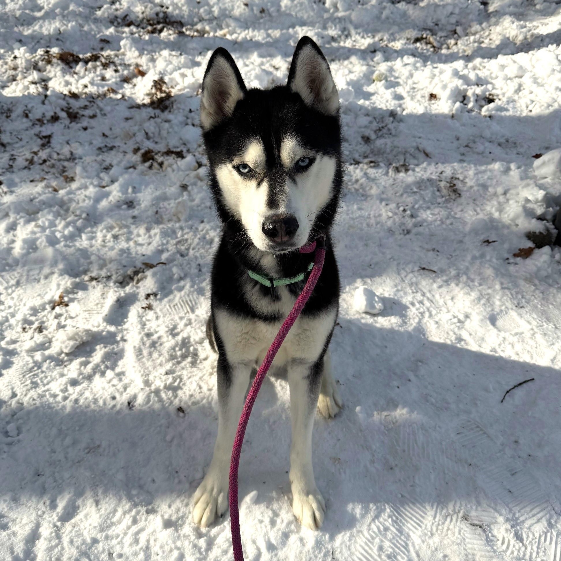 Enlarge Miles, a Adoptable Husky in Brookhaven, NY image 1/4