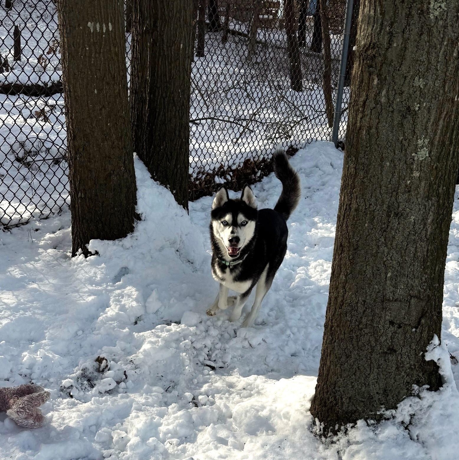 Enlarge Miles, a Adoptable Husky in Brookhaven, NY image 4/4