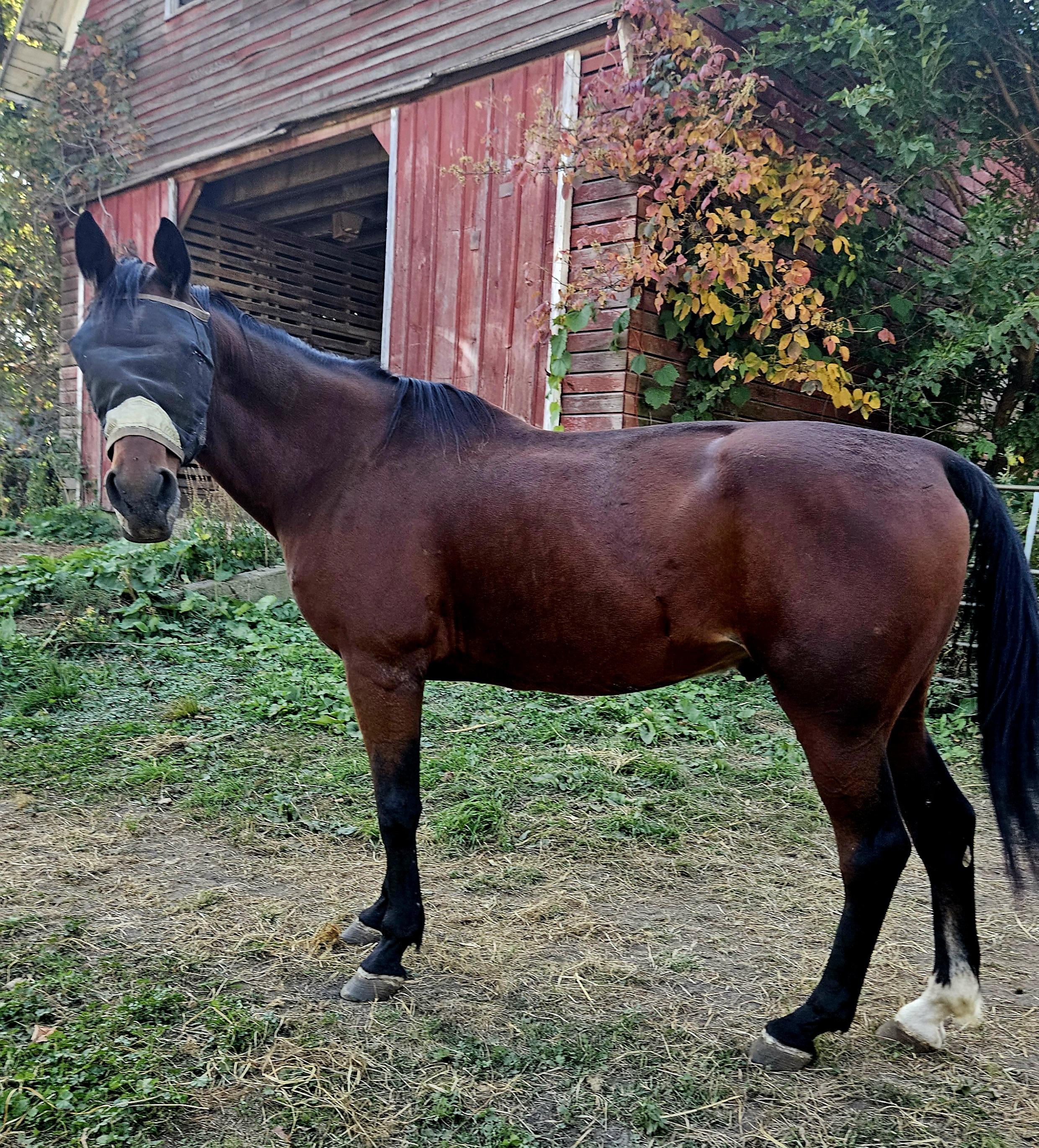 Enlarge Sam, a Adoptable Standardbred in Cedar Rapids, IA image 2/3