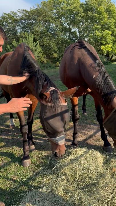 Enlarge Sam, a Adoptable Standardbred in Cedar Rapids, IA video 3/3