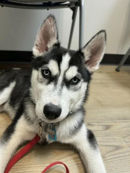 Phoenix, ADOPTABLE, Puppy Male Siberian Husky.