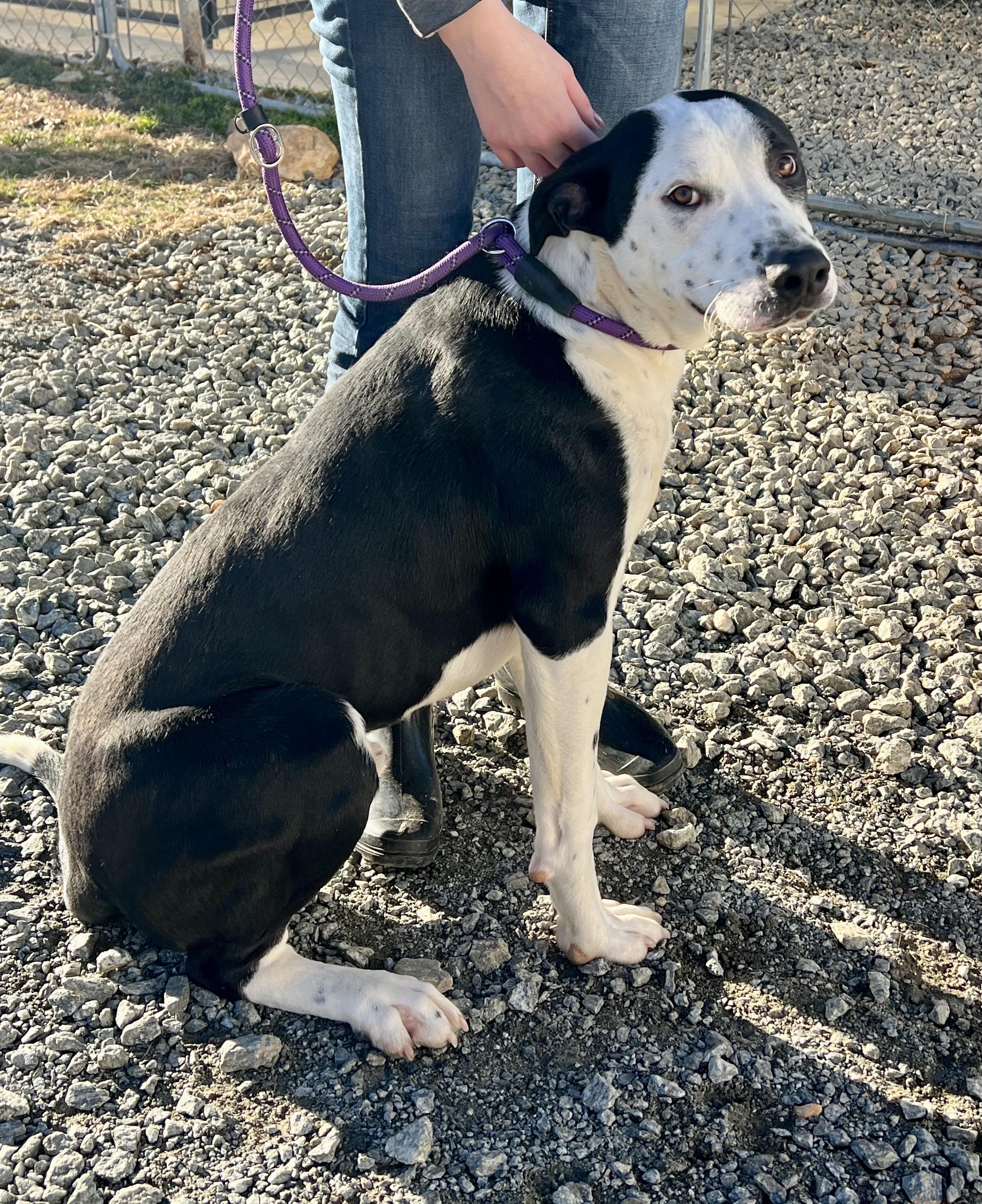 Halo, a ADOPTABLE mixed breed in Sparta, NC image 1/4