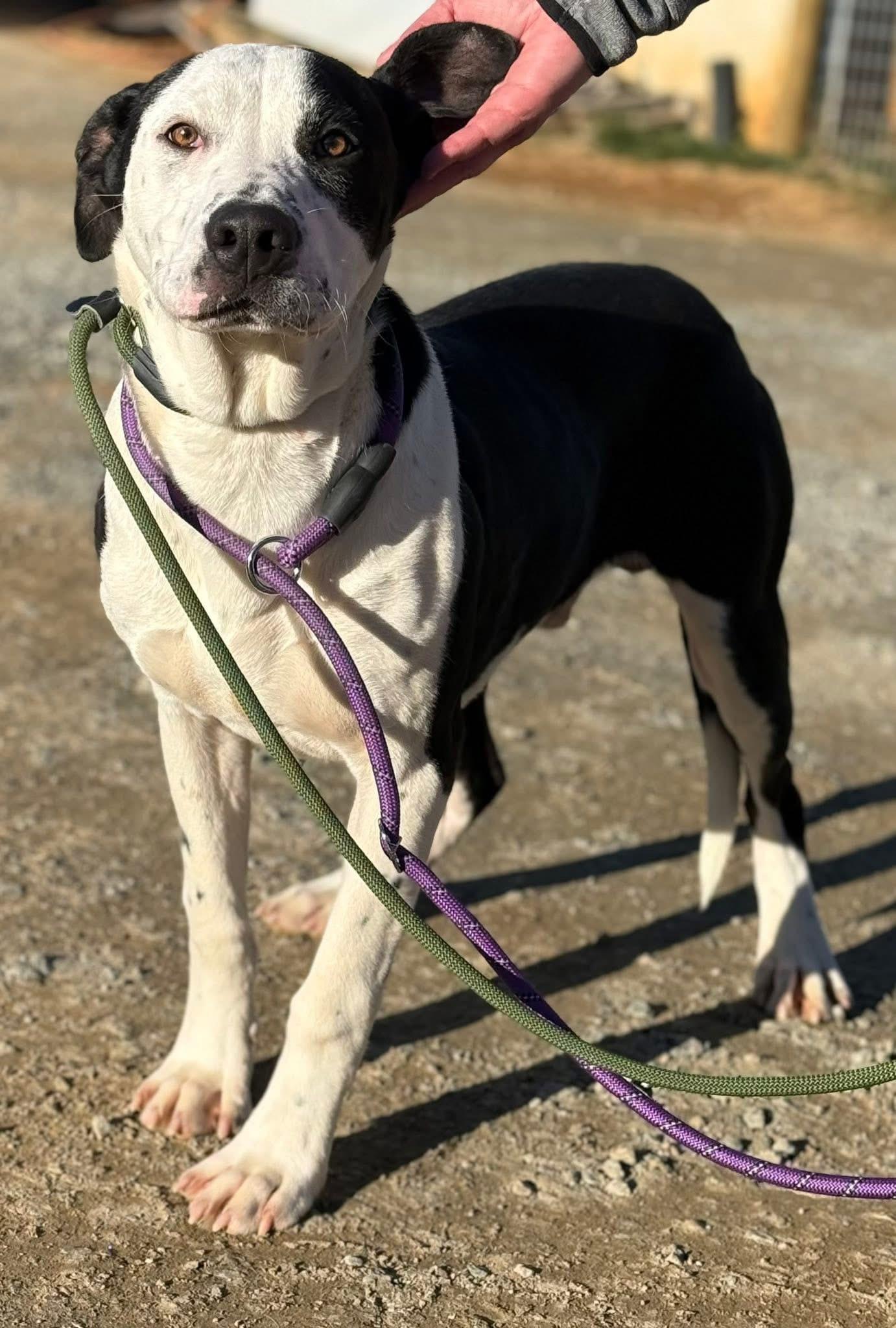 Halo, a ADOPTABLE mixed breed in Sparta, NC image 2/4