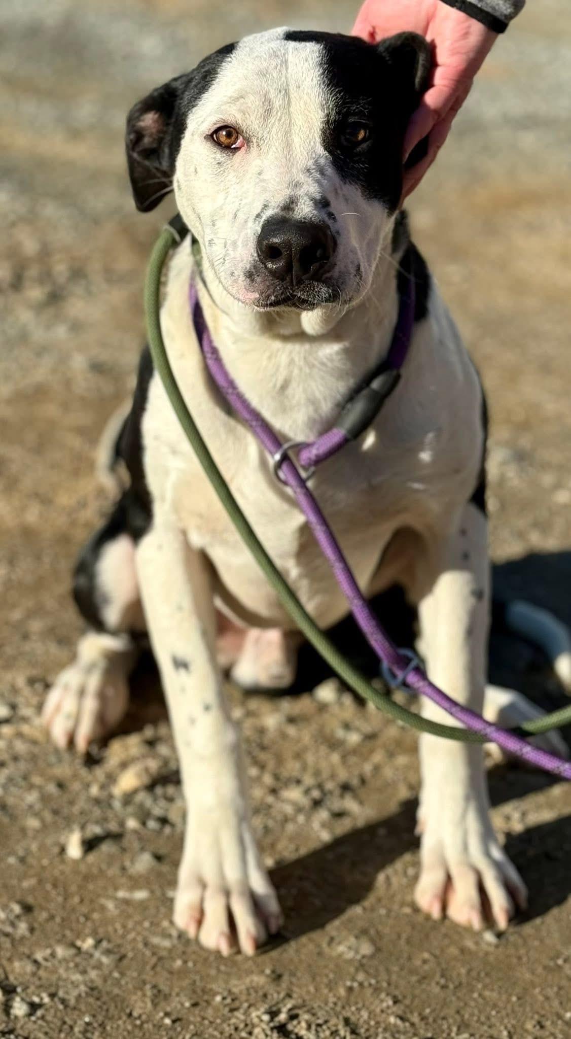 Halo, a ADOPTABLE mixed breed in Sparta, NC image 3/4