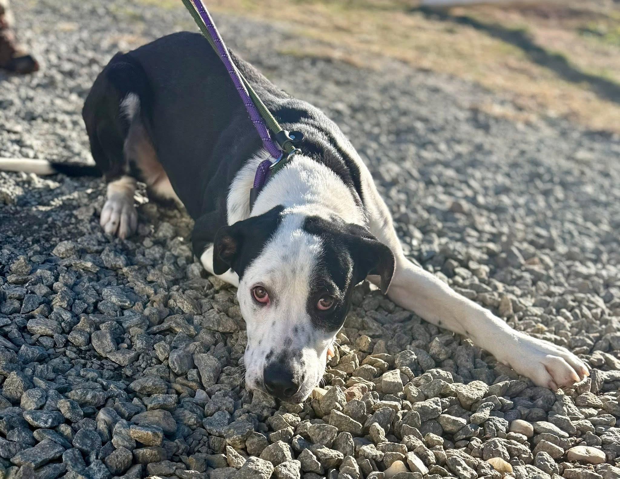 Halo, a ADOPTABLE mixed breed in Sparta, NC image 4/4