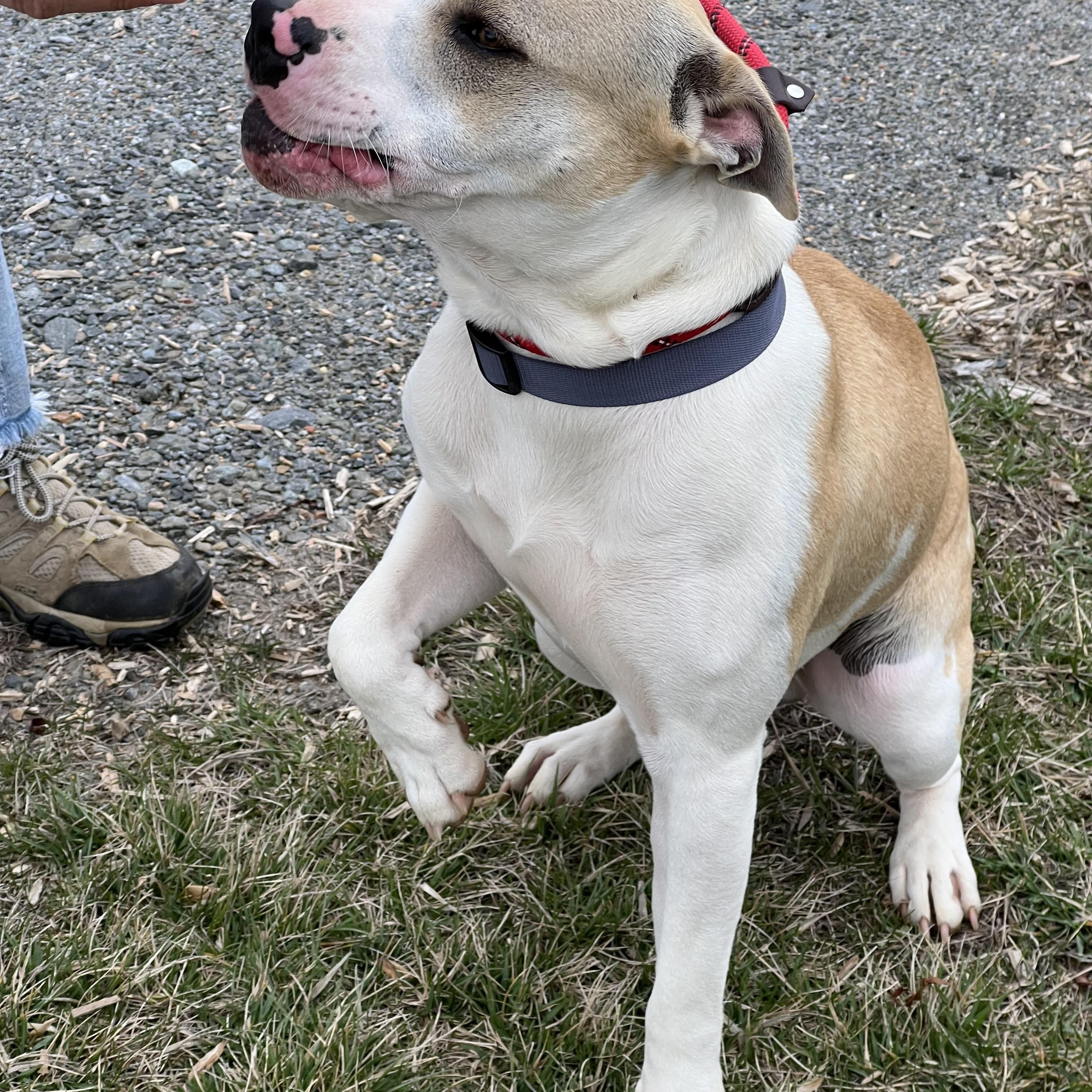 Enlarge Brody, a ADOPTABLE Pit Bull Terrier in sparta, NC image 5/5