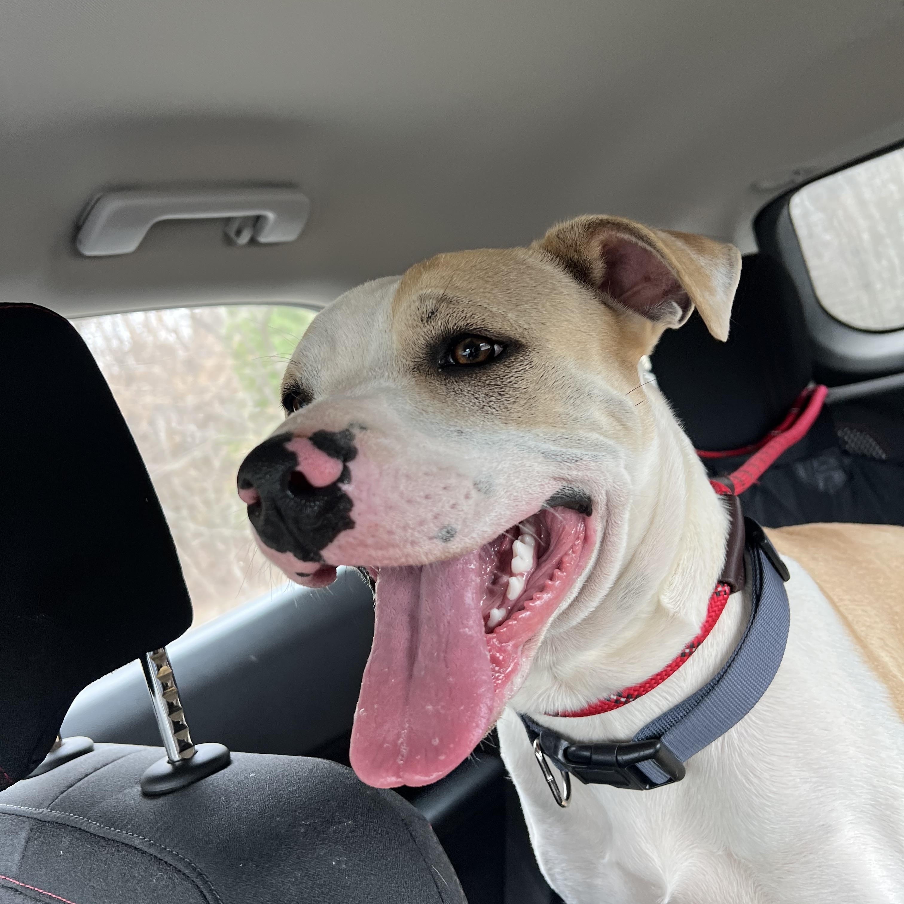 Enlarge Brody, a ADOPTABLE Pit Bull Terrier in sparta, NC image 1/5