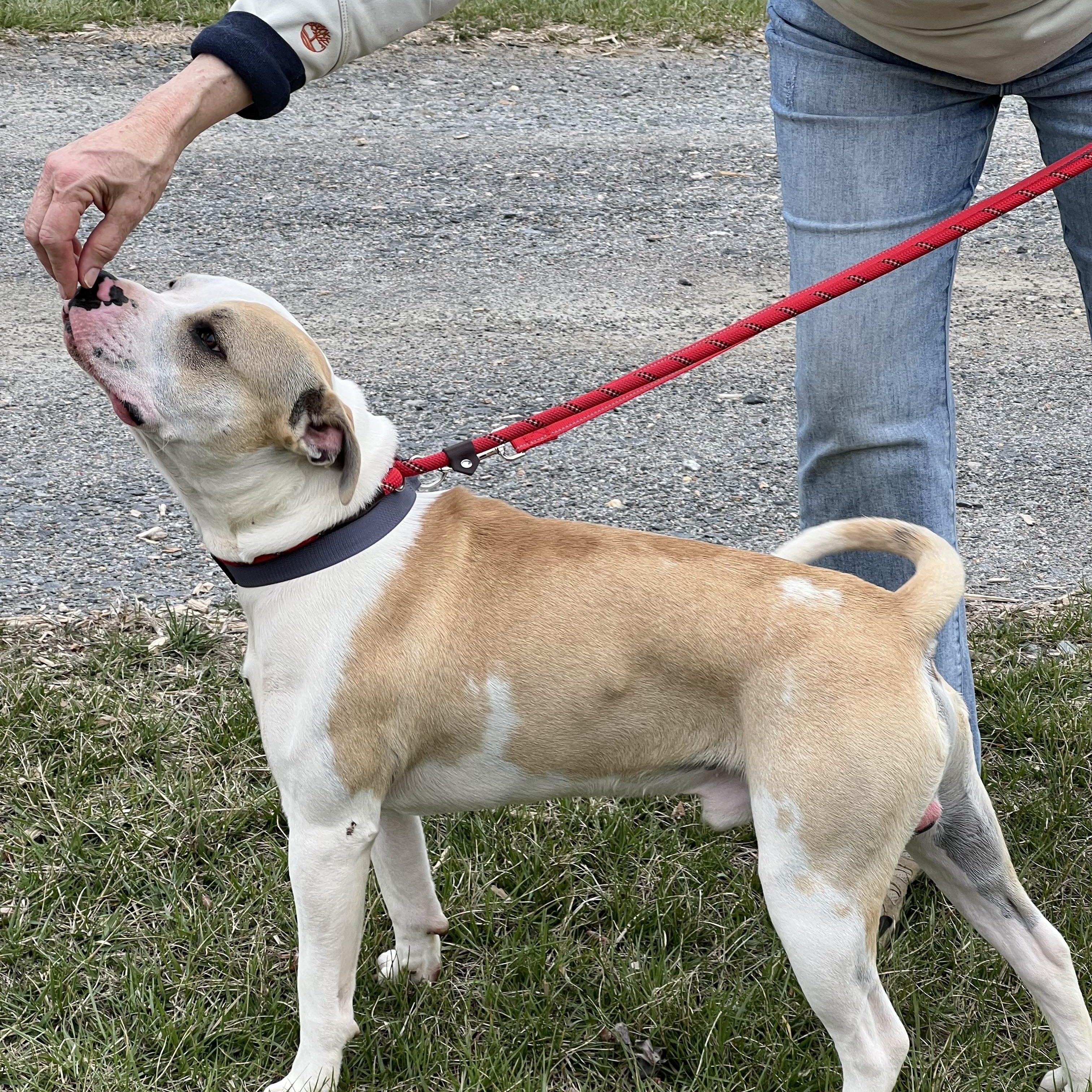 Enlarge Brody, a ADOPTABLE Pit Bull Terrier in sparta, NC image 3/5