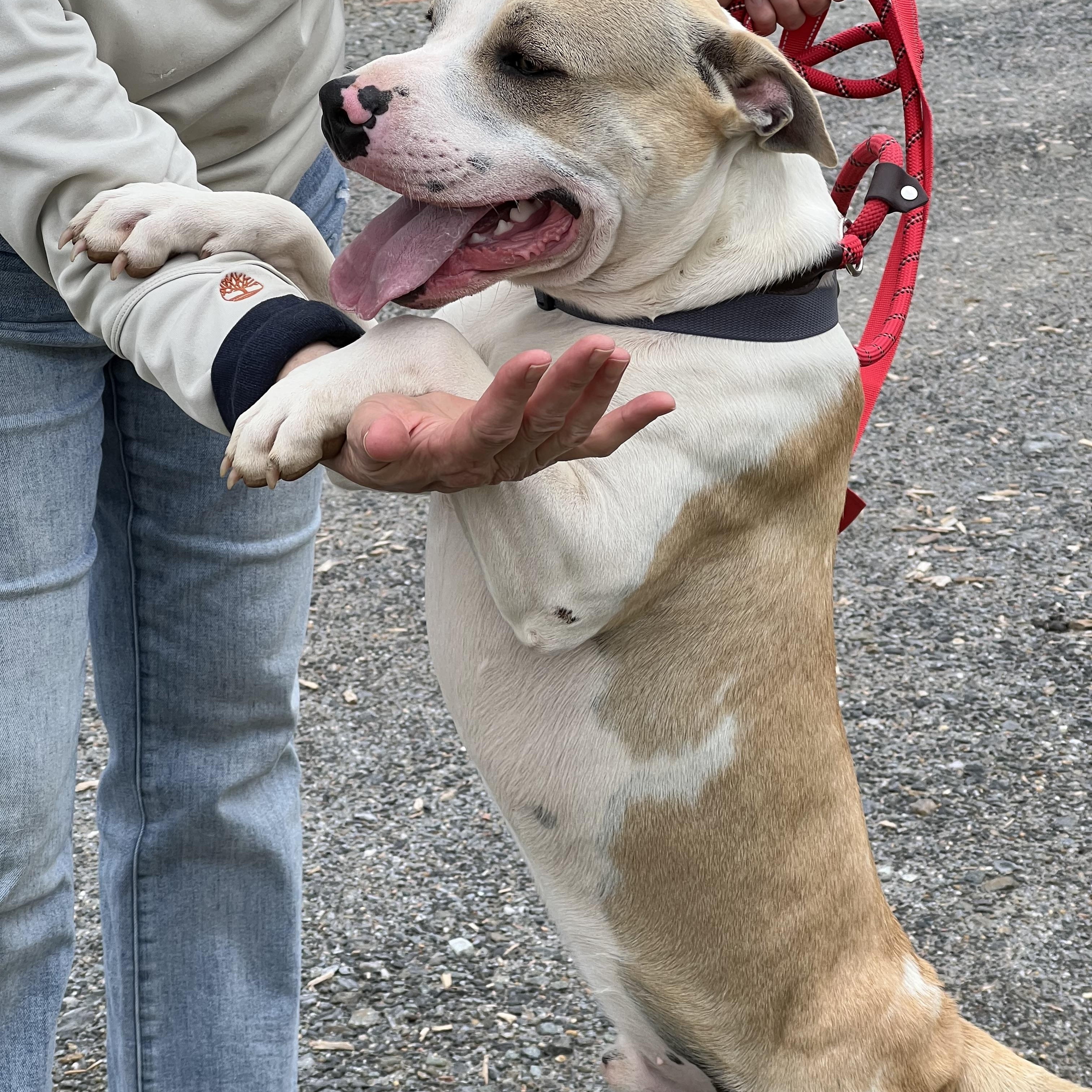 Enlarge Brody, a ADOPTABLE Pit Bull Terrier in sparta, NC image 2/5