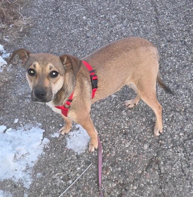 Enlarge Roberta Courtesy Listing, a ADOPTABLE mixed breed in Midland, MI image 2/2