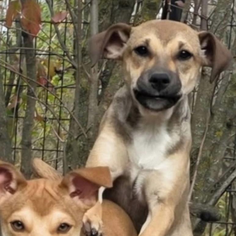 Roberta Courtesy Listing, ADOPTABLE, Young Female Australian Cattle Dog / Blue Heeler & Miniature Pinscher.