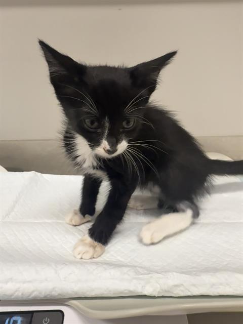Enlarge STARFISH, a Adoptable Domestic Short Hair in Baytown, TX image 1/1